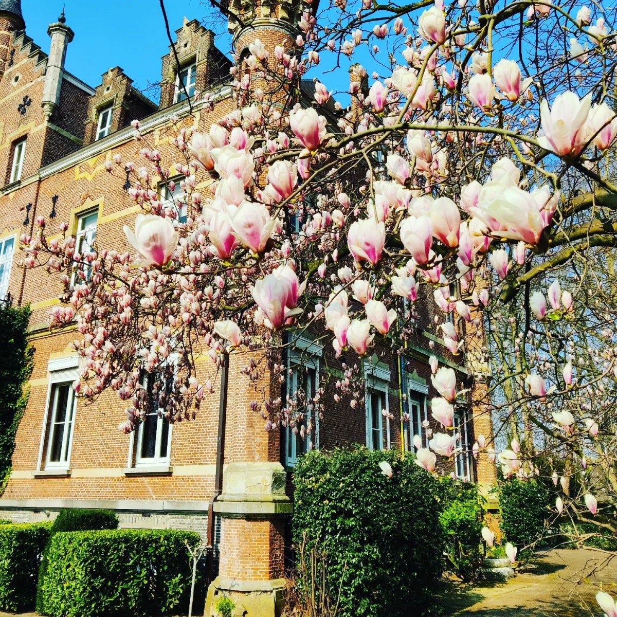 Kasteel Meerlaer — photo 4