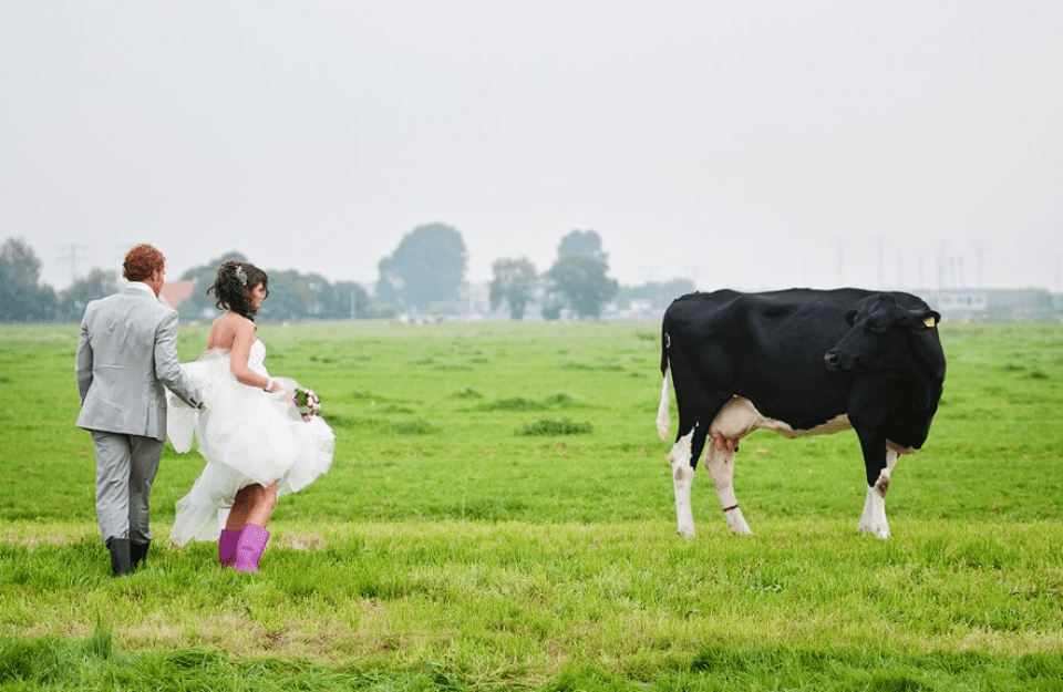 Belle Weddings — photo 2
