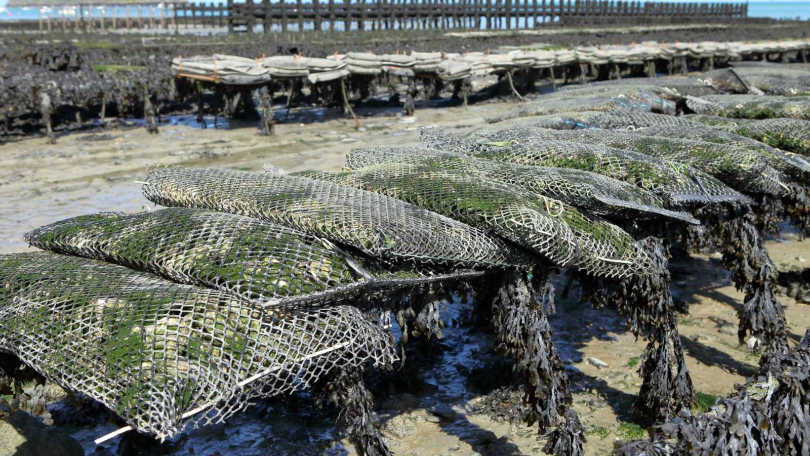 Zilt - Oesters en meer — photo 2