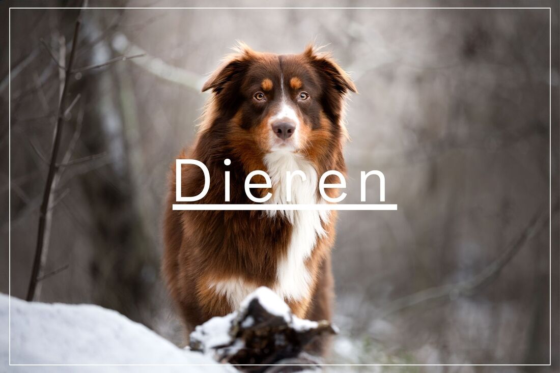 Grimm Fotografie — foto 5