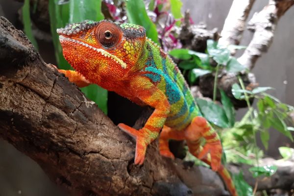 tropicalzoo — photo 5