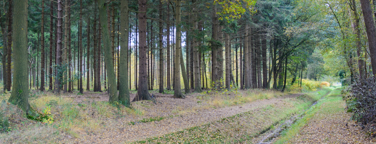 Boshuis 13 — photo 2