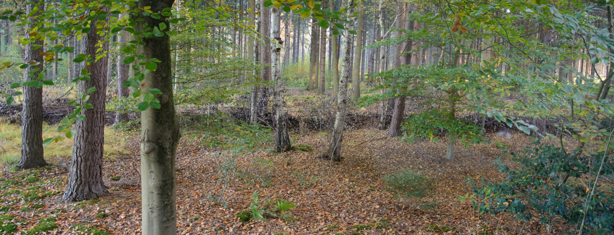 Boshuis 13 — photo 4