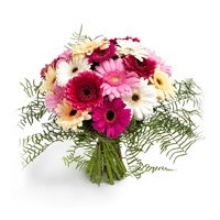 Margriet bloemen en planten — photo 2
