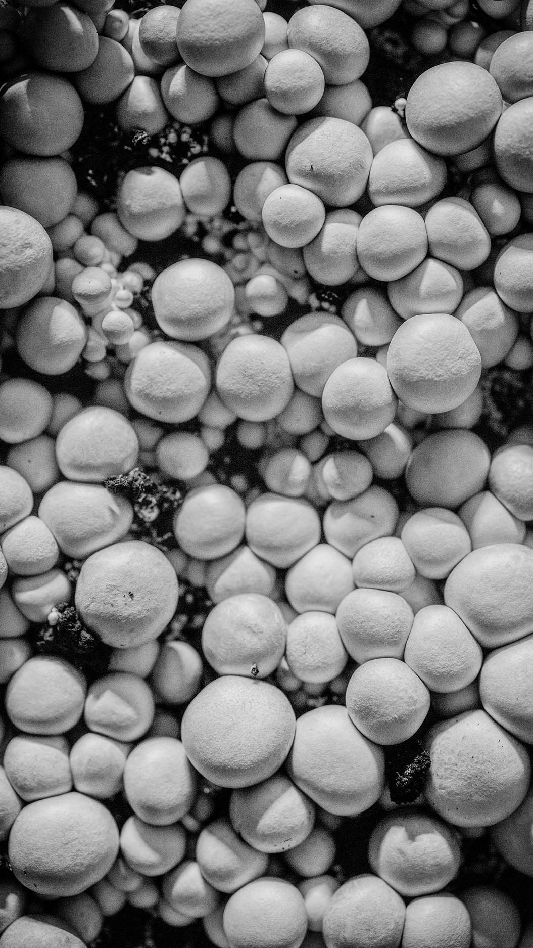 Beluga Loves You — photo 5