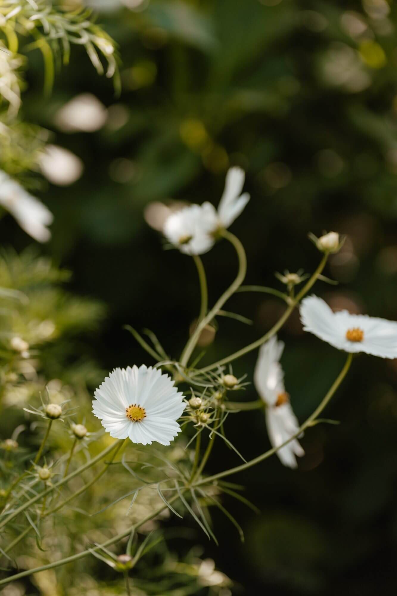 Beeldend Fotografie — photo 3
