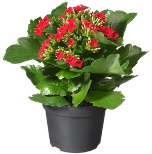 Olieslagers bloemen en planten — foto 2