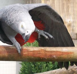 Vogelpark De Lorkeershoeve — photo 3