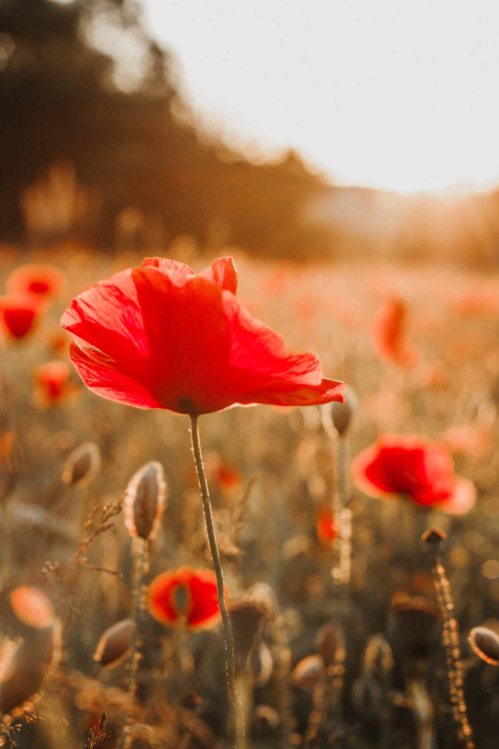Memories of life Fotografie — photo 5