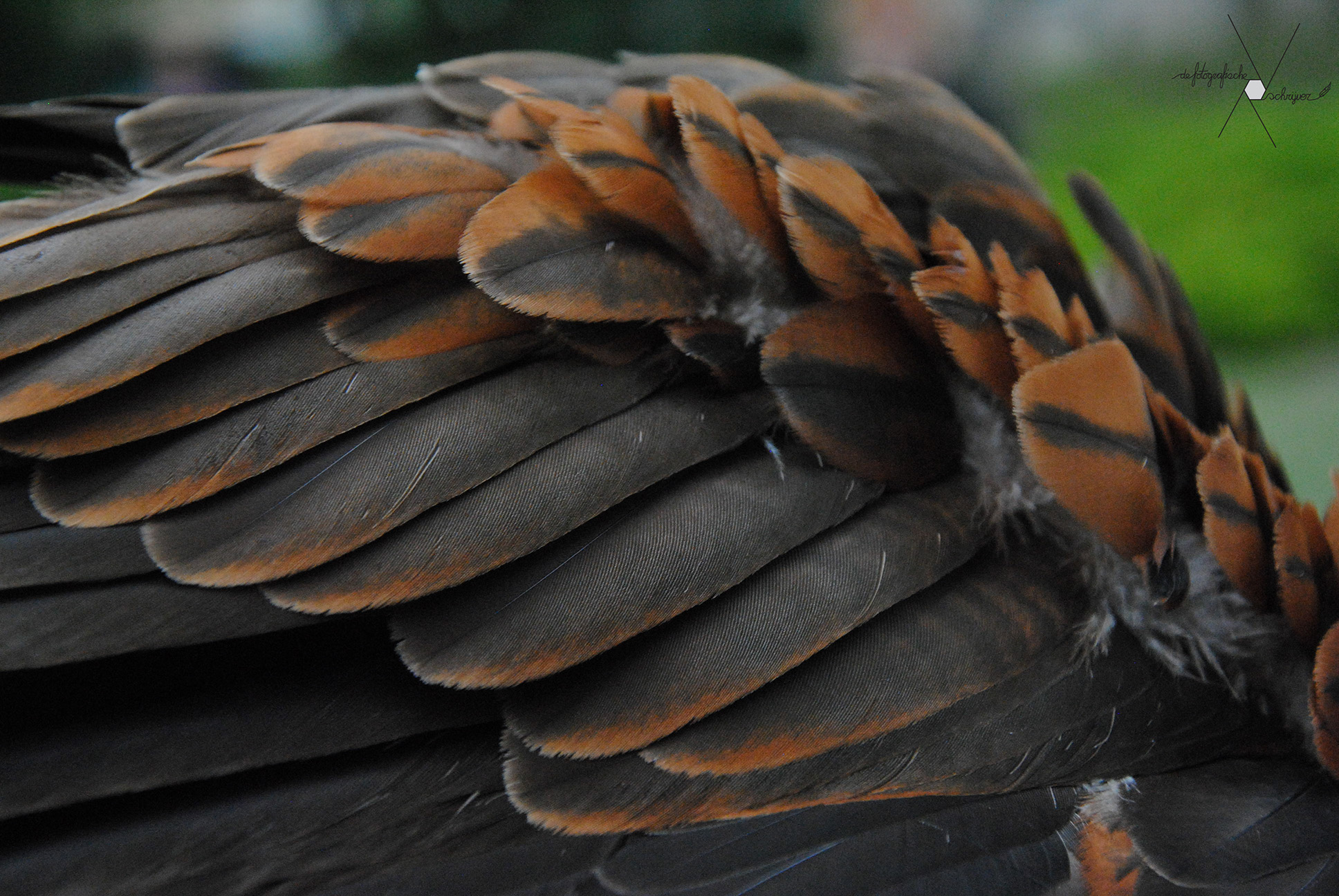 Bouman Roofvogels — photo 2
