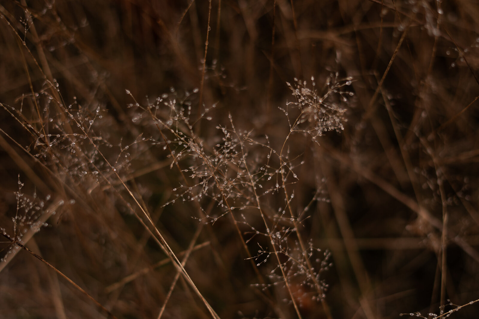 Simone Schevers Fotografie — foto 2