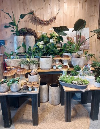 Bloemenhuis De Passiebloem — photo 4