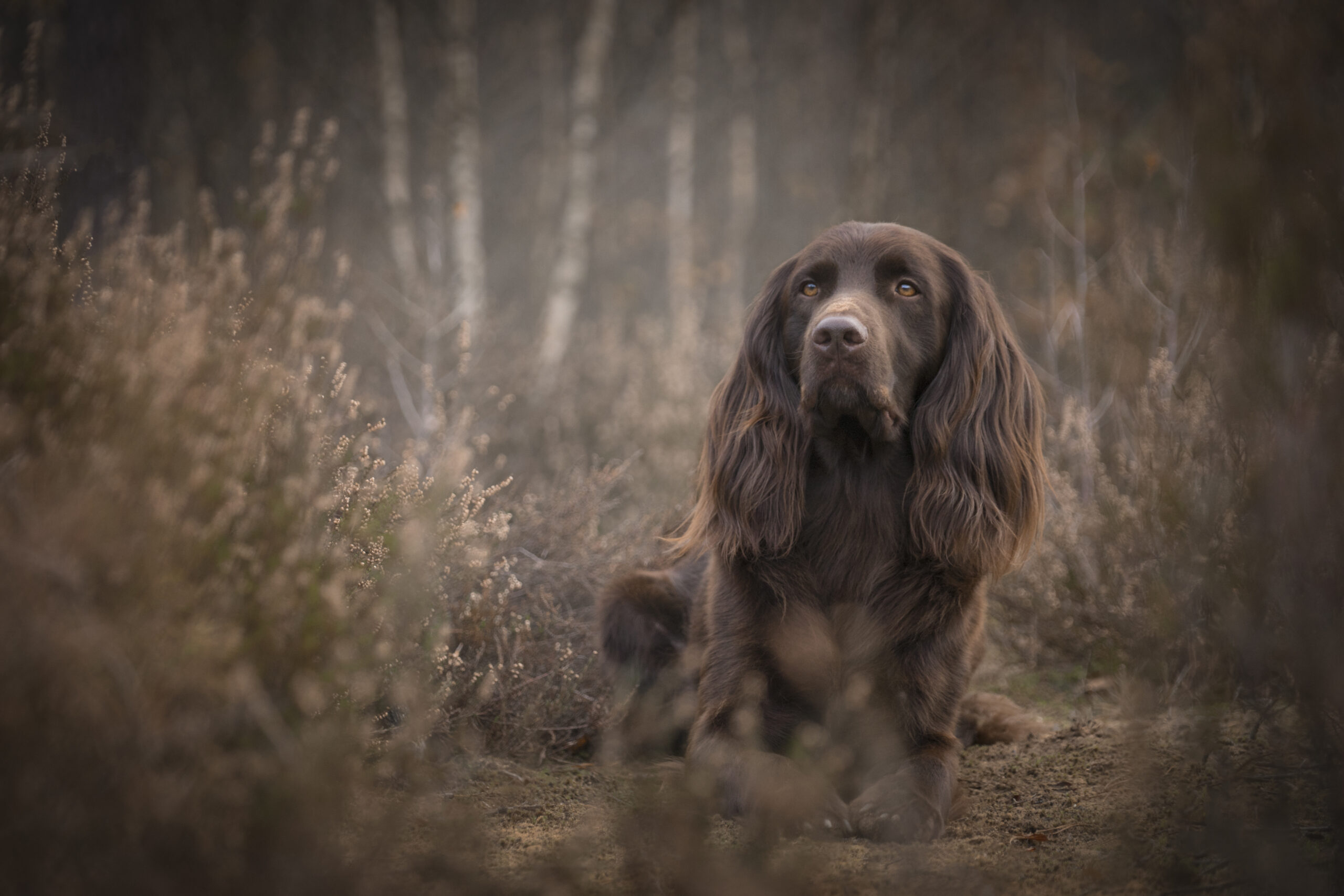 Marlon Snoeks Fotografie — foto 4