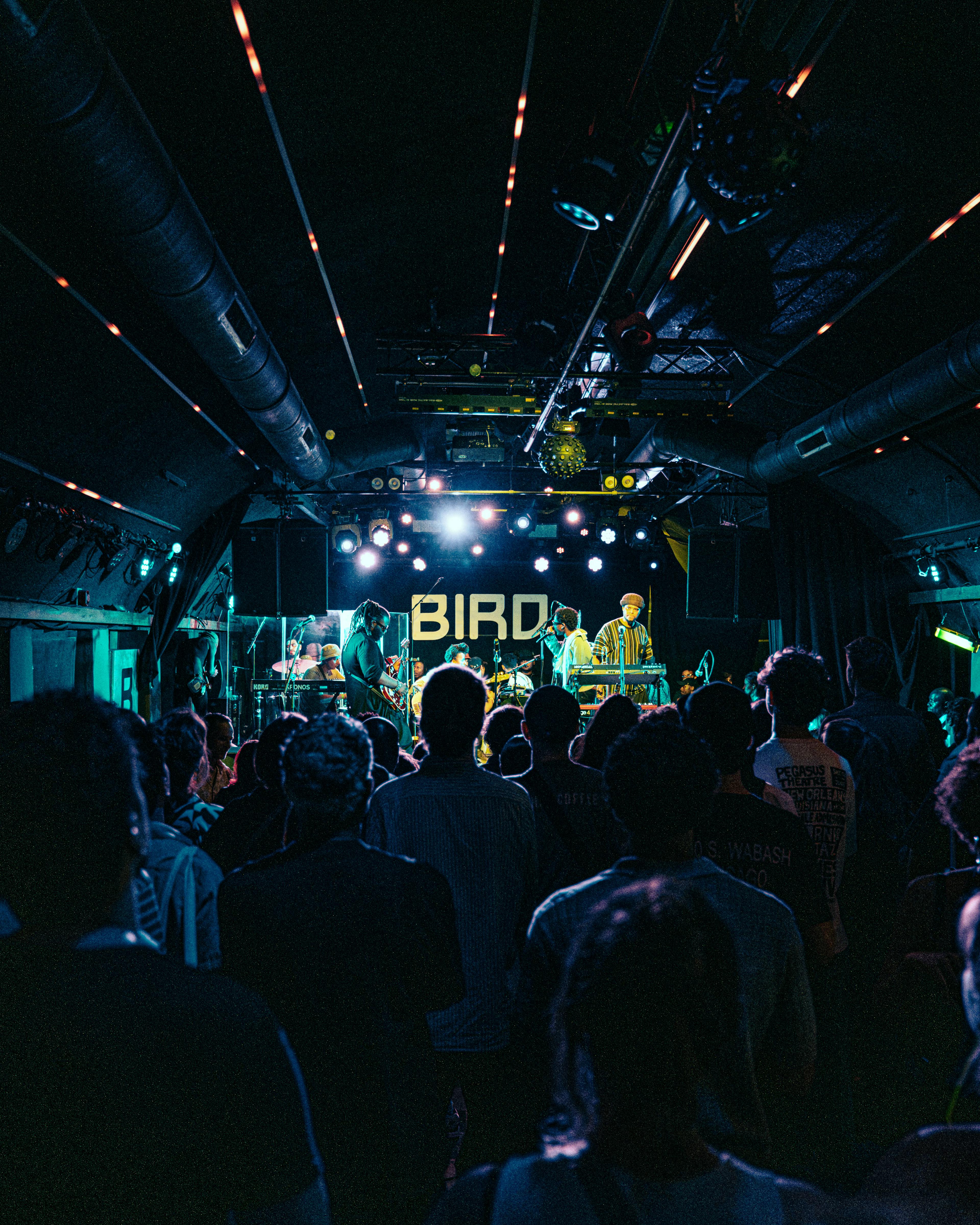 Cotton Bird — foto 4