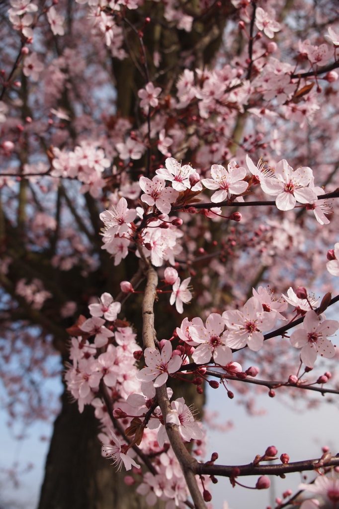 Royal Fleur — photo 2