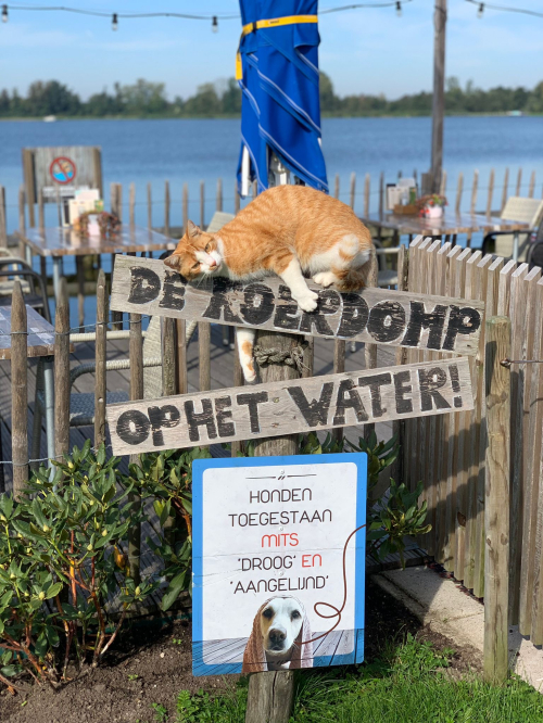 De Roerdomp — foto 4