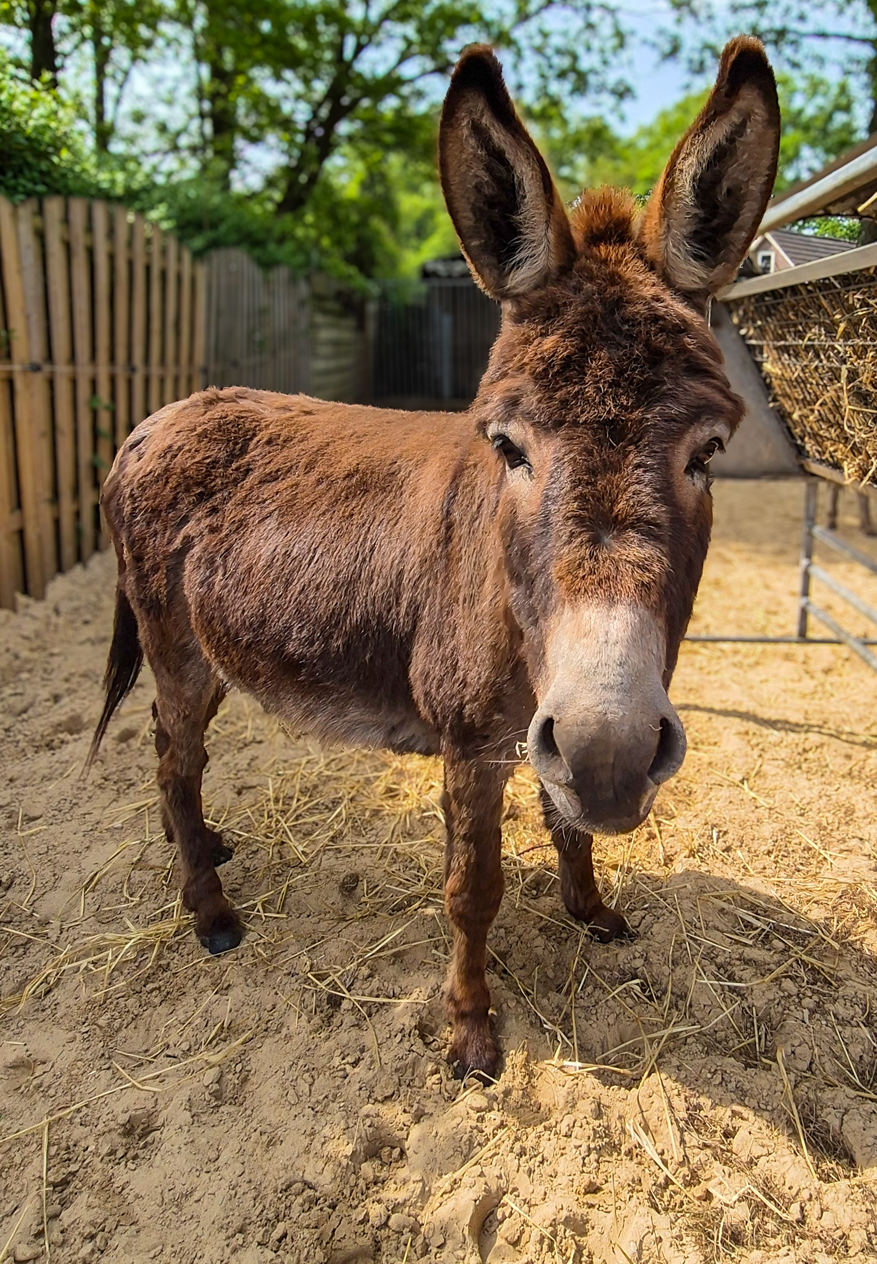 Alpaca Enzo — foto 2