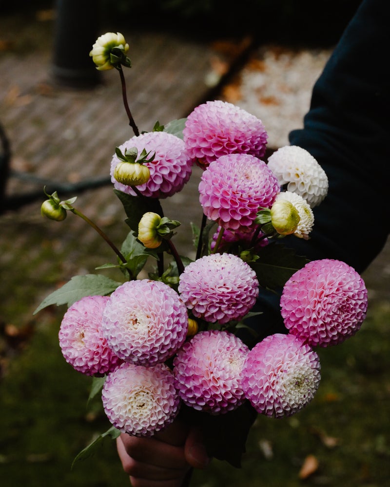 Florabel — photo 3