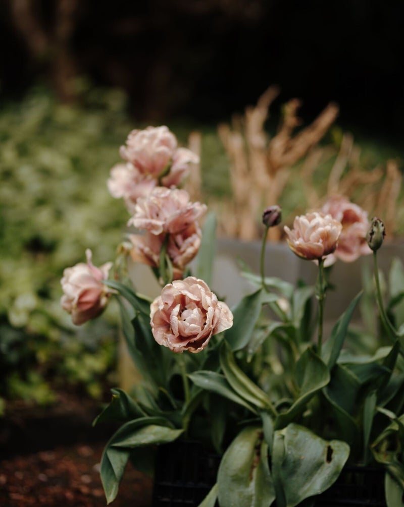 Florabel — photo 5