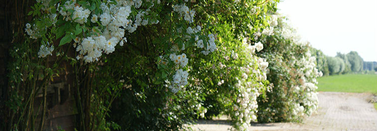 De Roode Hoeve — photo 2