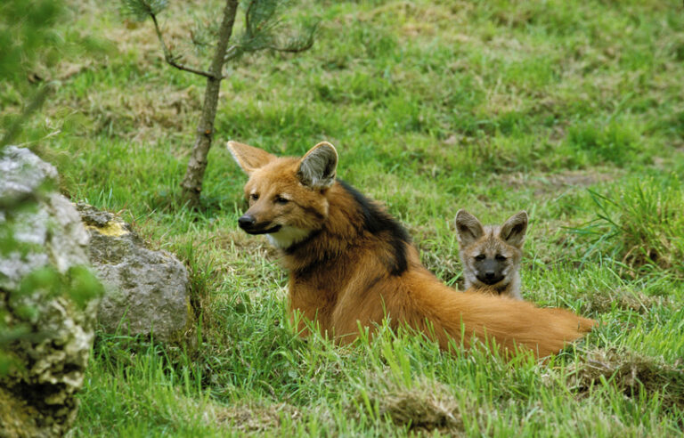 Parc zoologique & Château de la Bourbansais — photo 2