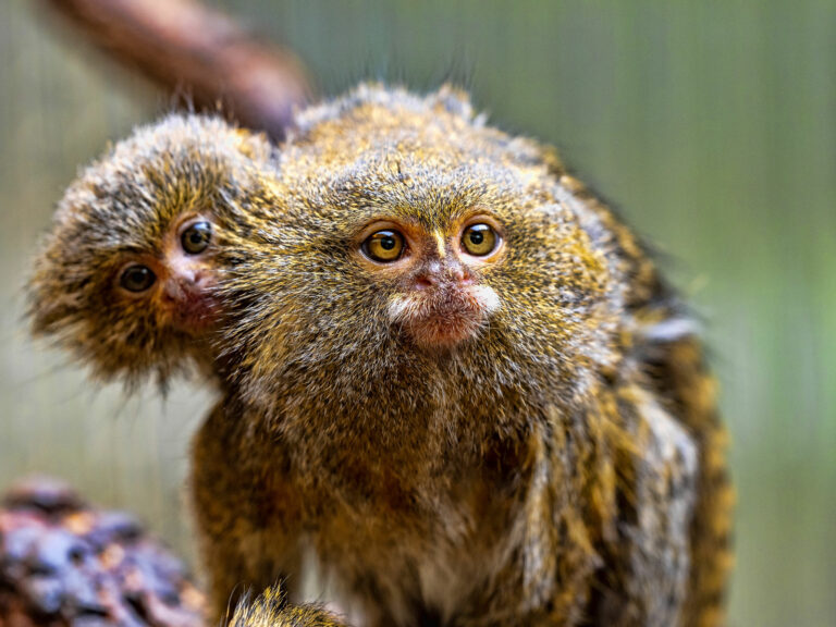 Parc zoologique & Château de la Bourbansais — photo 4