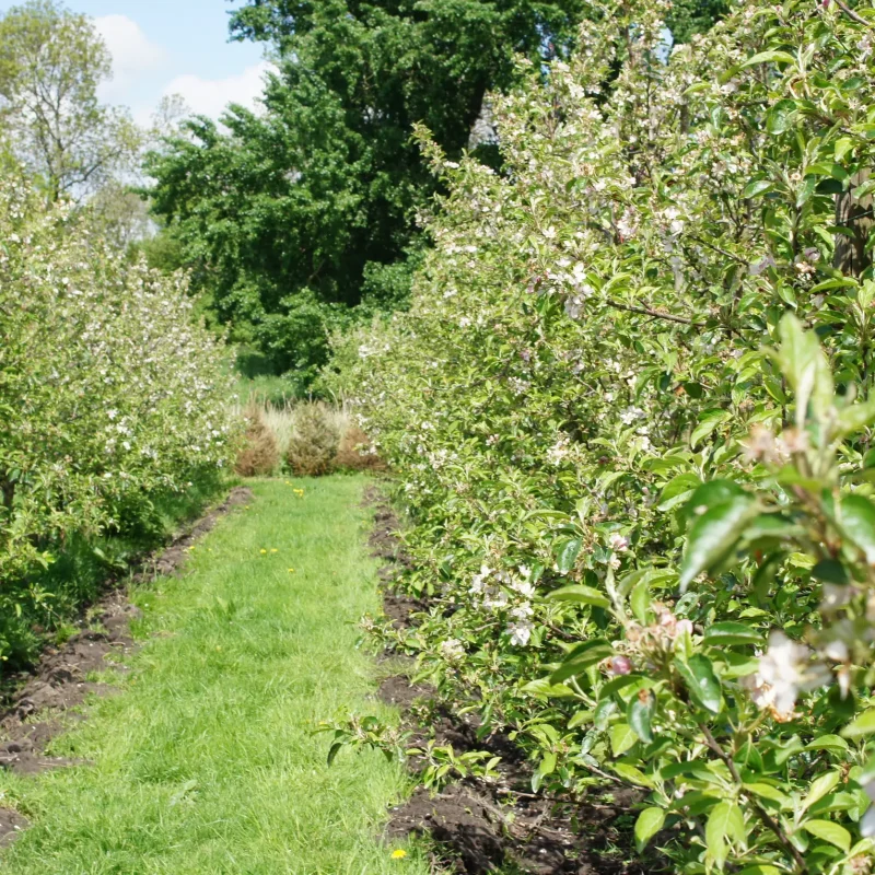 Fruittuin van West* — photo 3