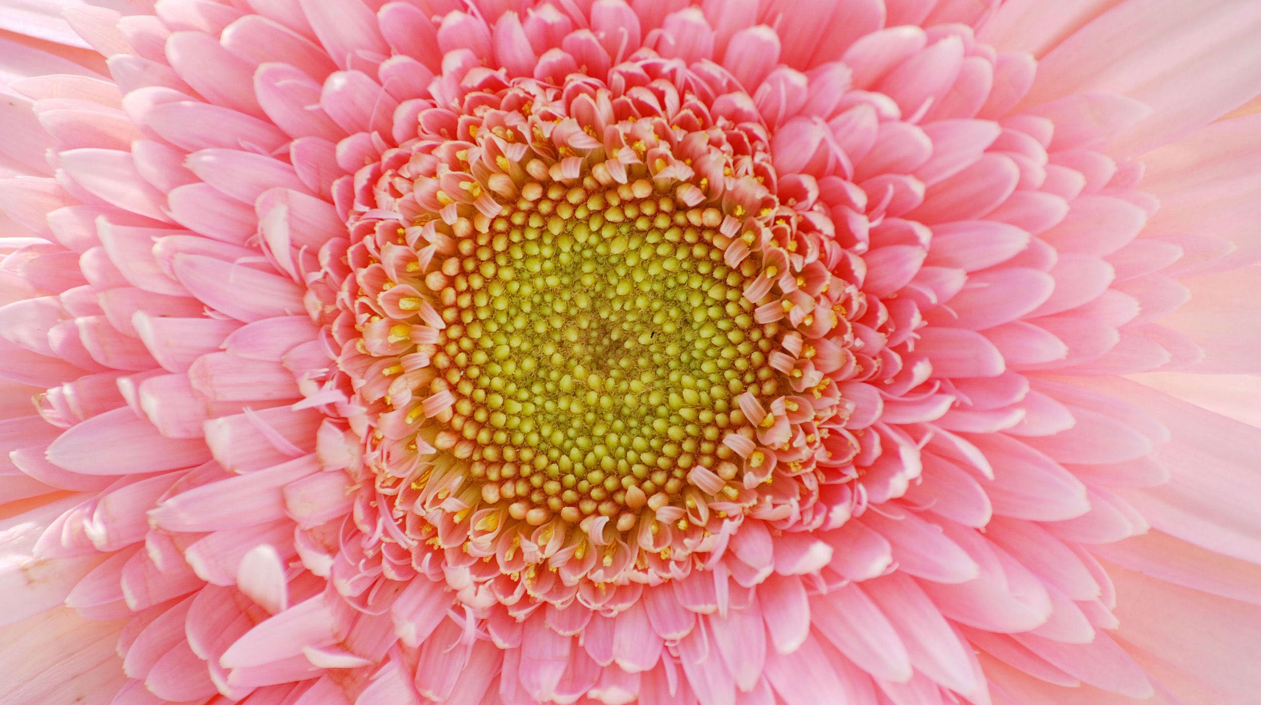 Royal Flower — photo 3