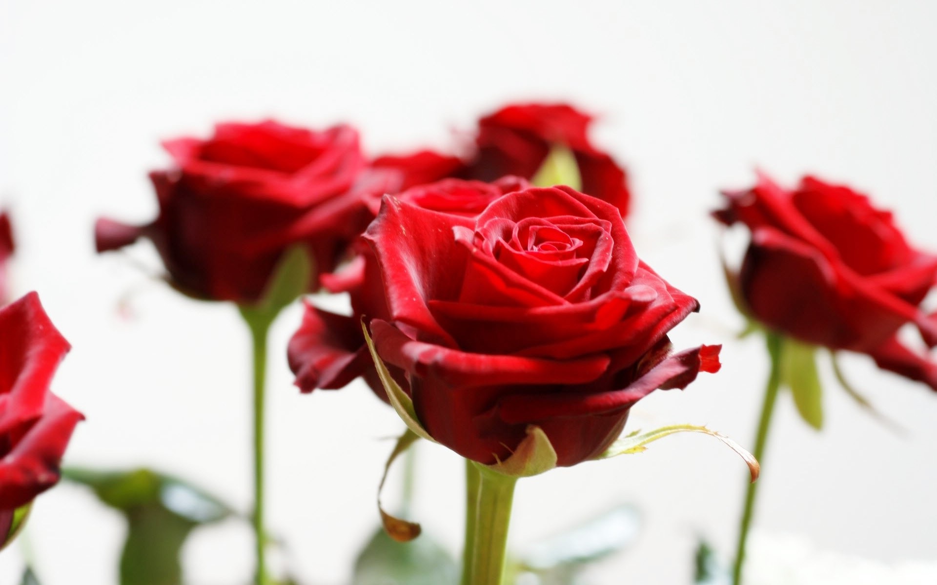 Royal Flower — photo 5