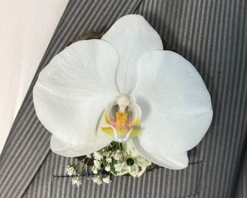 Pien Flowers — photo 2