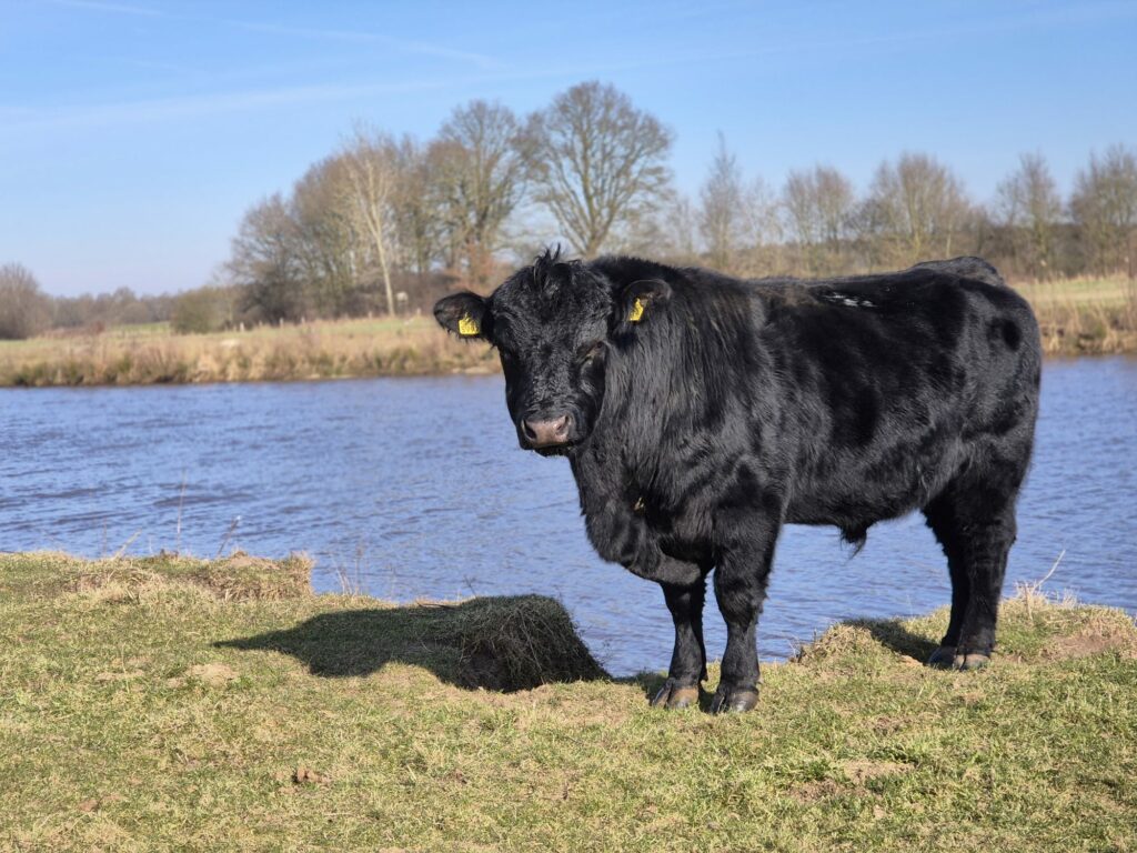 Kok Met Baard — foto 2