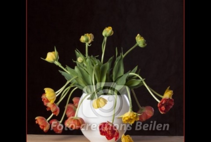 Foto Creations Beilen — photo 3