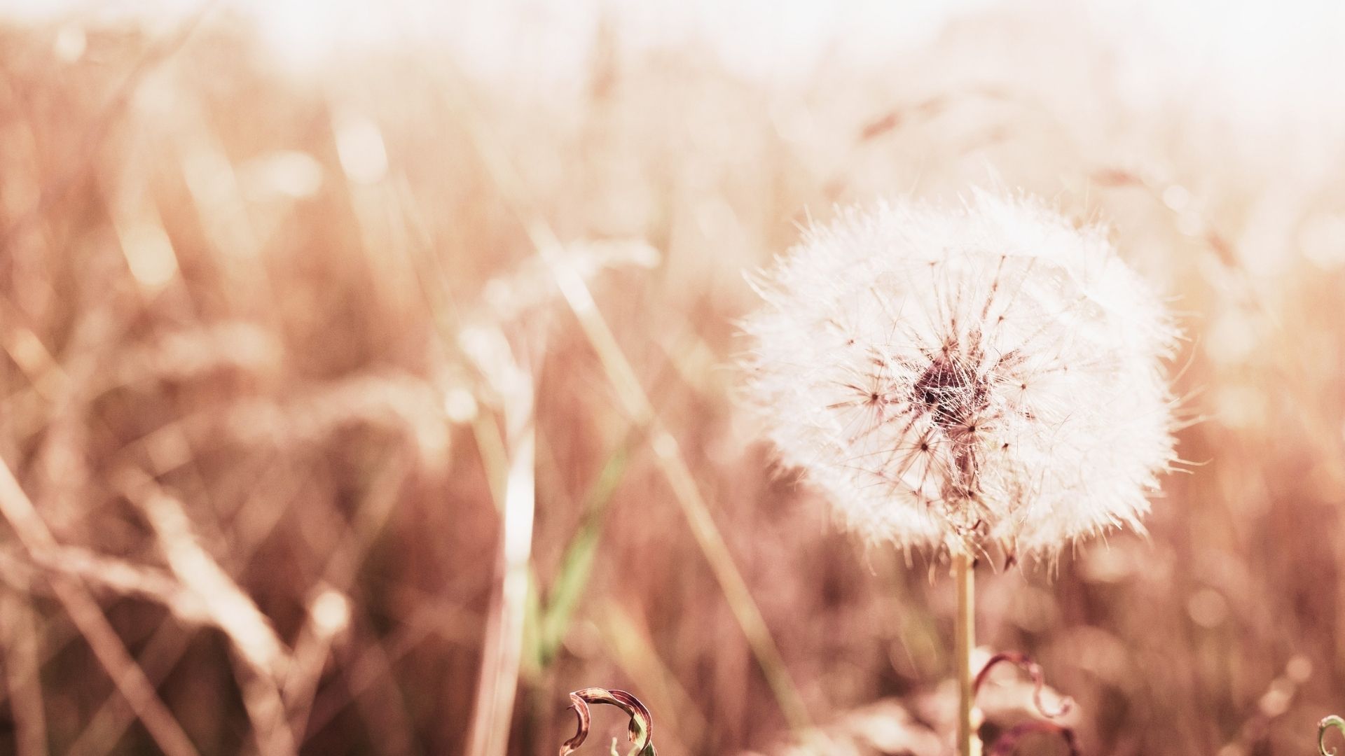 Crea Fleur — photo 4