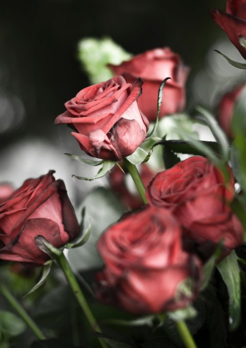 Crea Fleur — photo 5