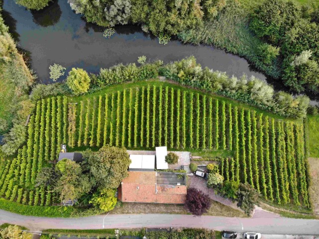 Wijngaard Smaak van Bilderhof — photo 2