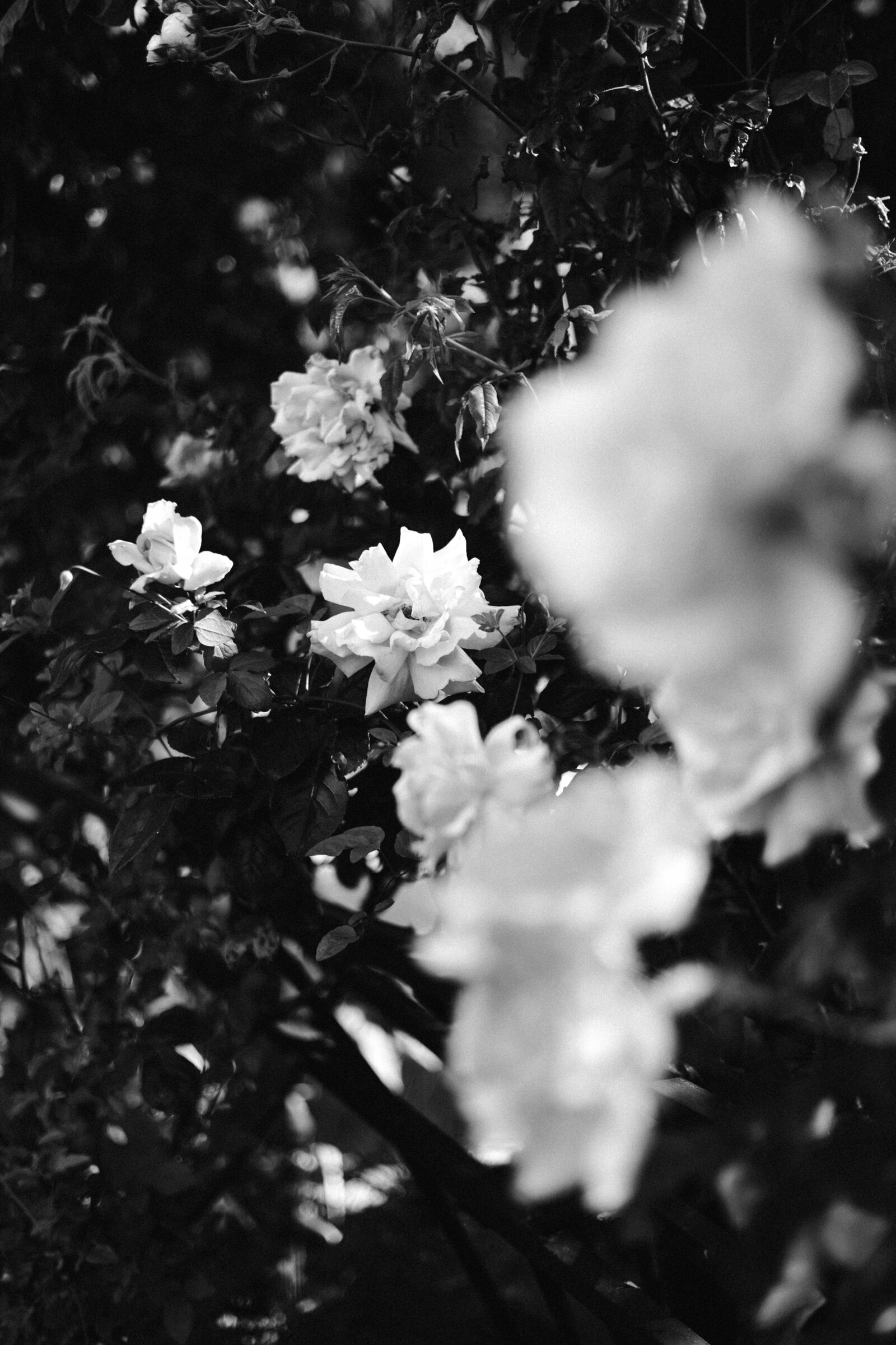 Marlou Photography