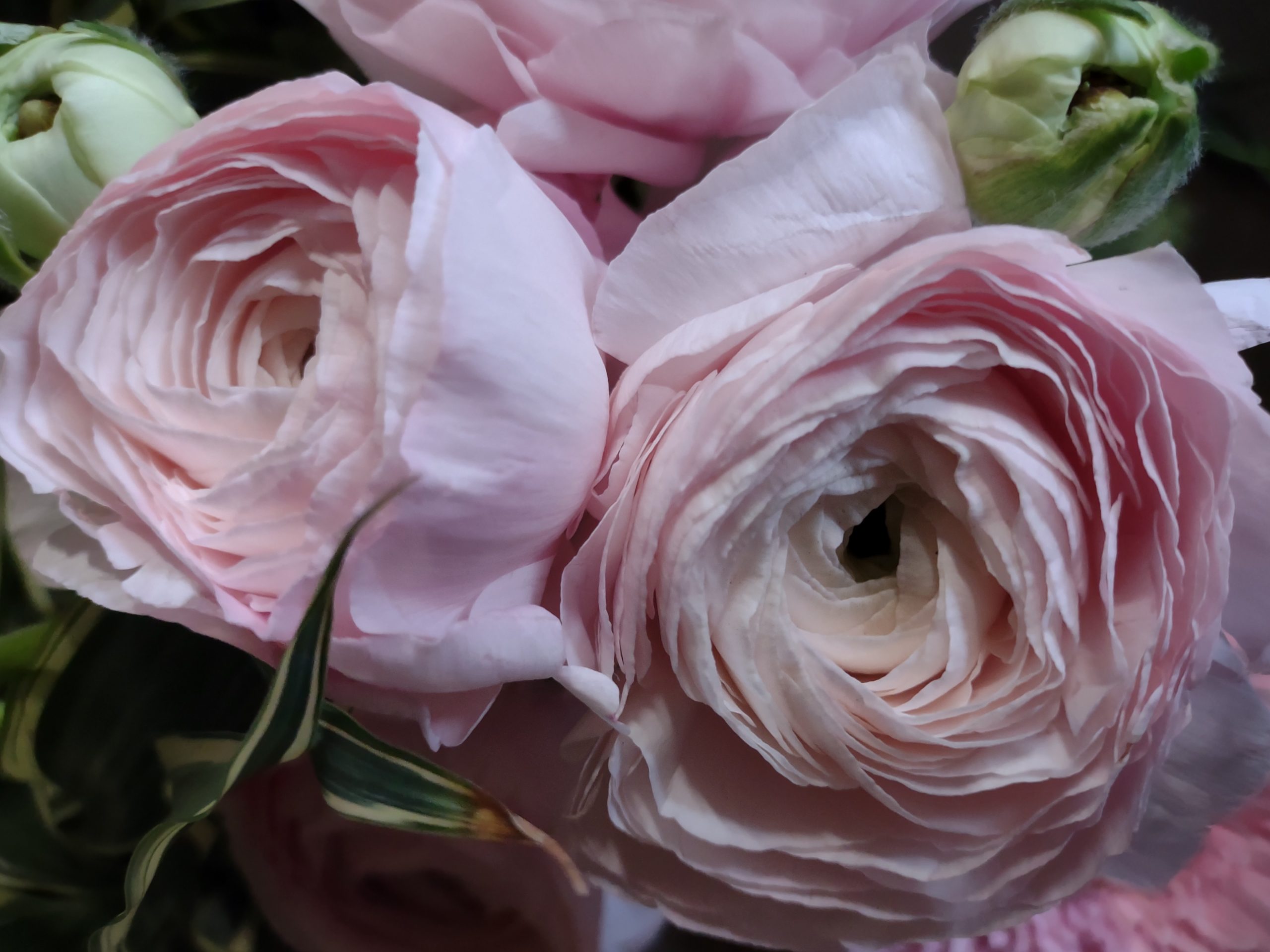 Special Flowers — foto 3