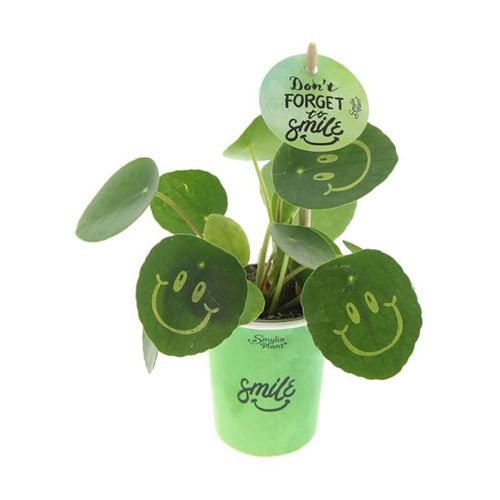 Greengiving — photo 3