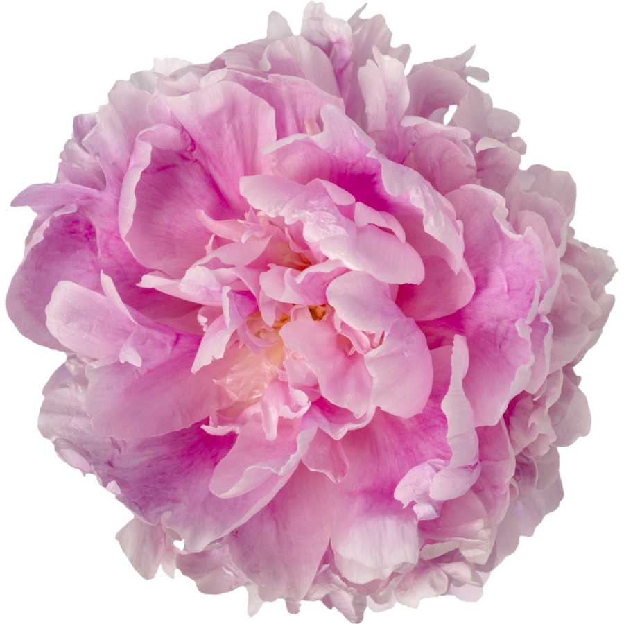 Peacock & Peony — photo 5
