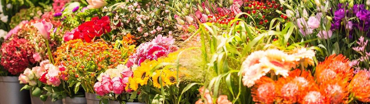 Bloemen Francois van Gurp — photo 2