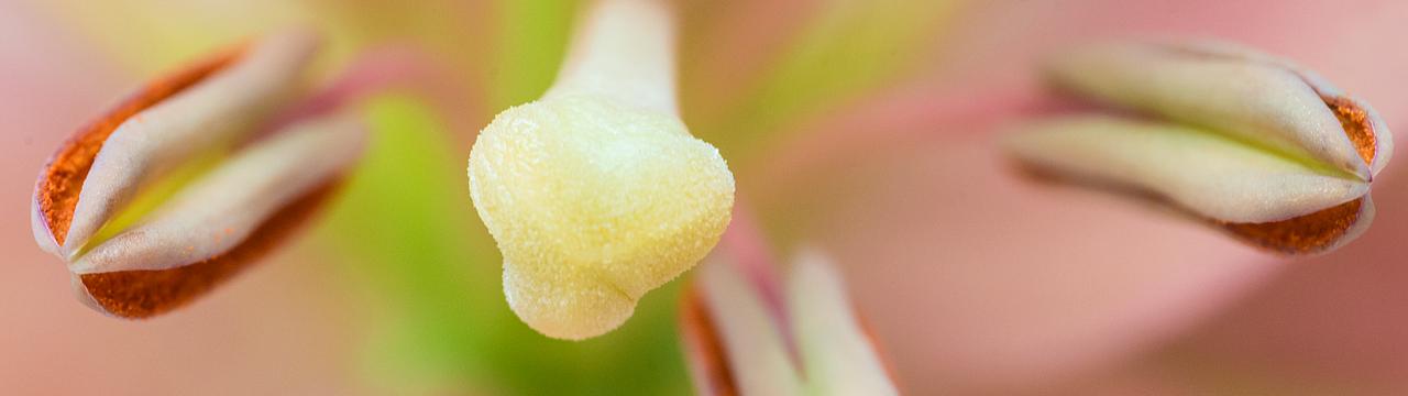 Bloemen Francois van Gurp — photo 3