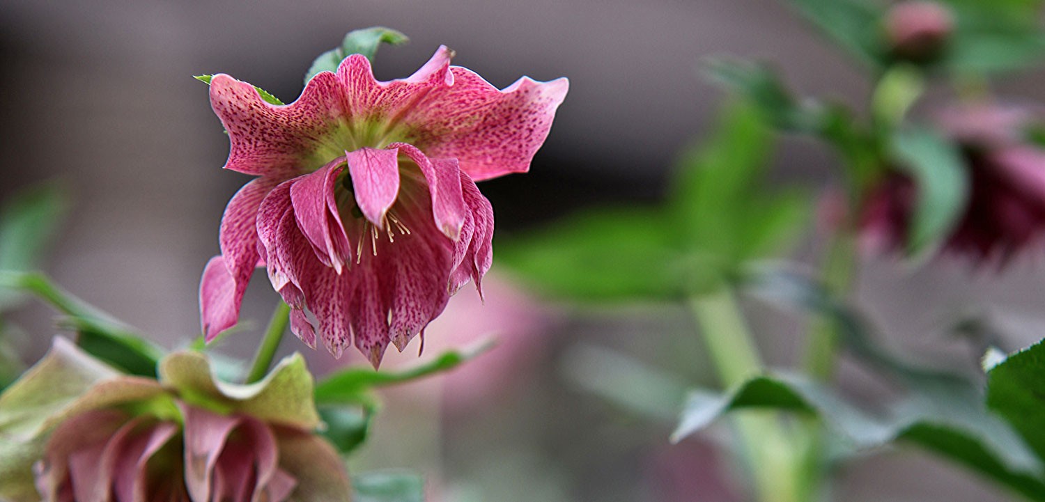 Tuincentrum de Huifkar — photo 2