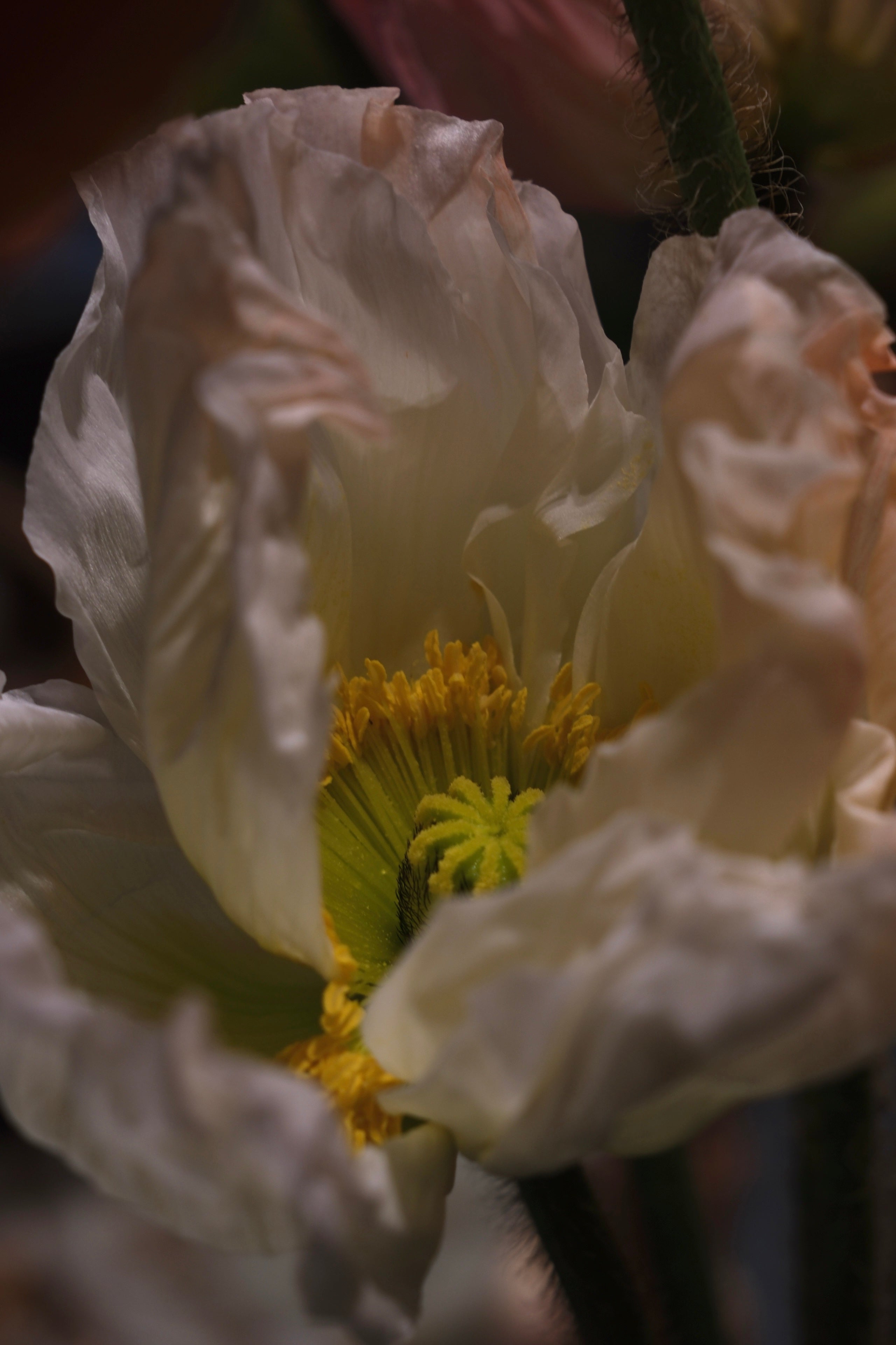 Frissen Pieters Bloemensalon — photo 2