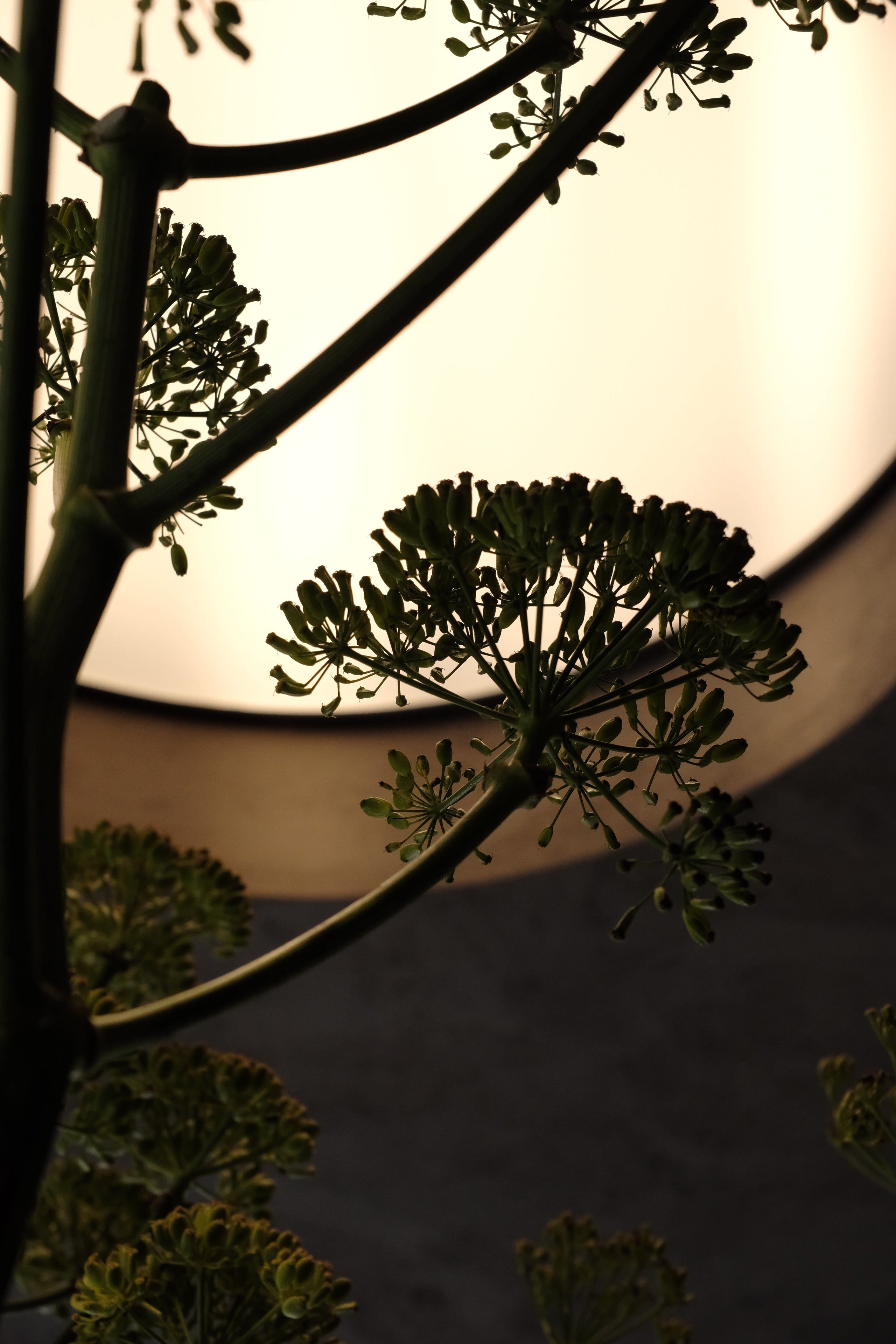 Frissen Pieters Bloemensalon — photo 3