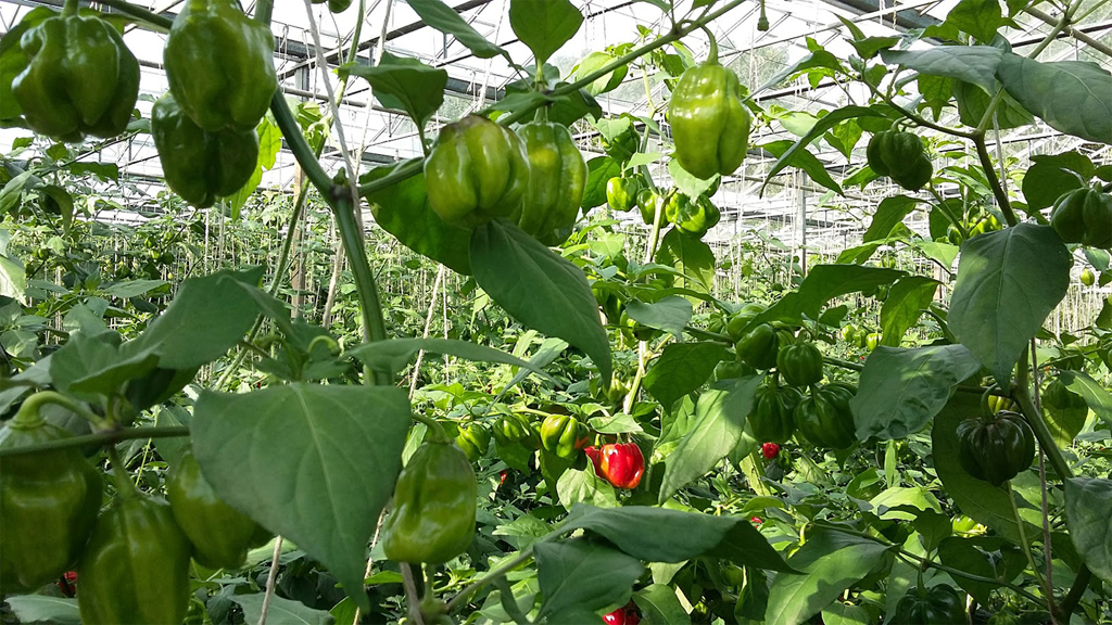 De Groene Schuur — foto 4