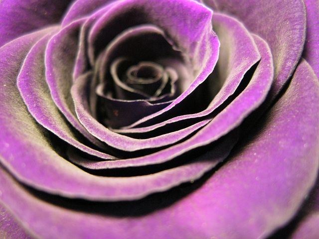 Bloem nr.61 — foto 4