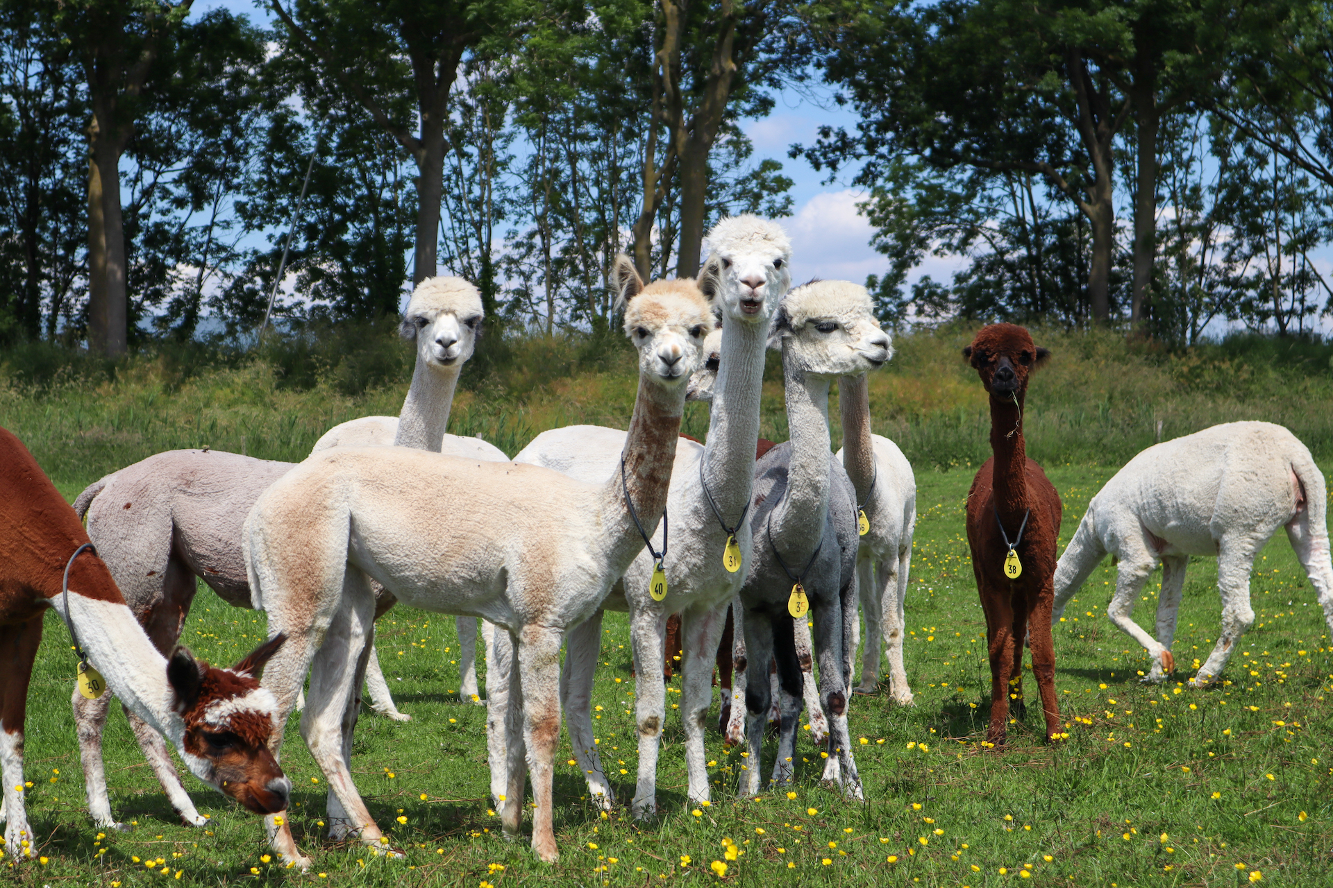 Alpacaboerderij de Willemshoeve — photo 2