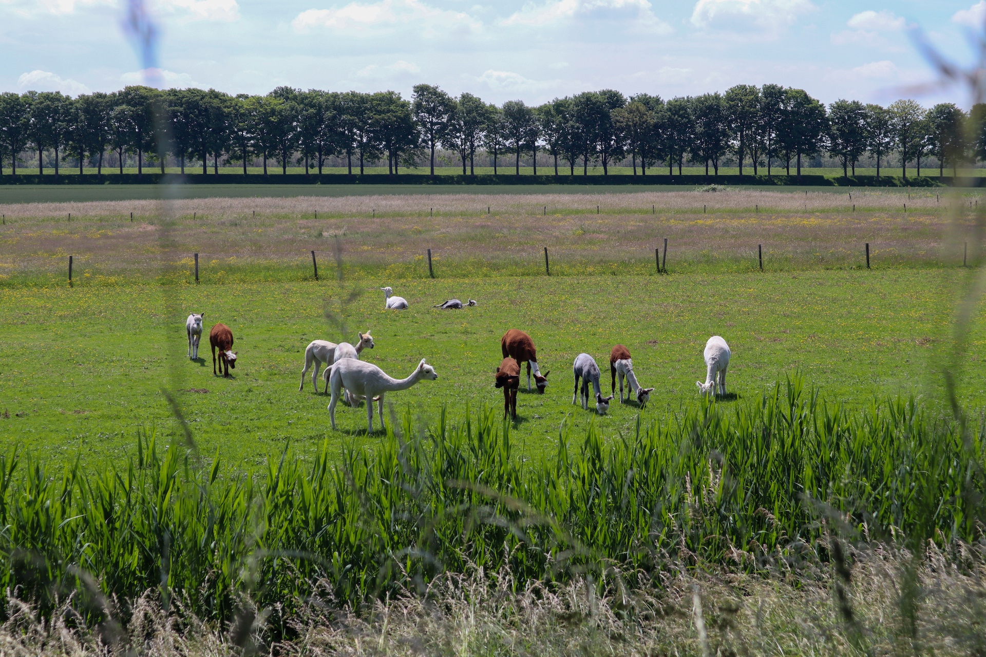 Alpacaboerderij de Willemshoeve — photo 3