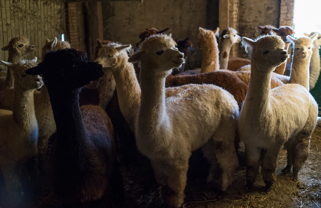 Alpacaboerderij de Willemshoeve — photo 4
