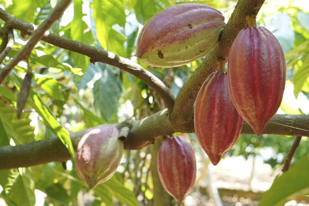 Le Cacao — photo 5